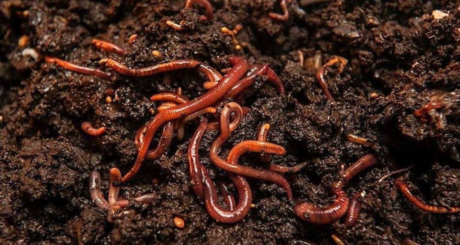 Humus de lombriz